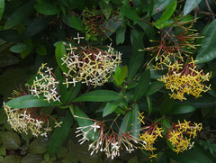 Ixora hookeri