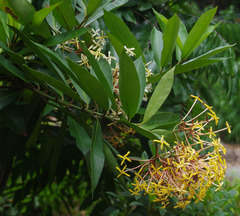 Ixora hookeri