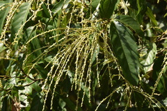 Castanopsis formosana