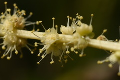 Castanopsis formosana