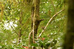Acanthiza pusilla