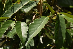 Castanopsis formosana