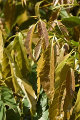 Castanopsis formosana