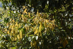 Castanopsis formosana