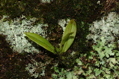 Sarcochilus