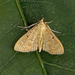 Herpetogramma dorsipunctalis - Photo (c) Nigel Voaden，保留部份權利CC BY