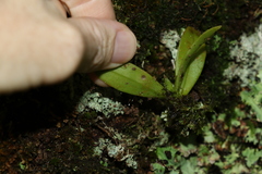 Sarcochilus