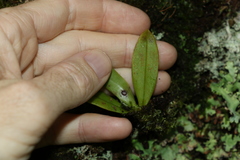 Sarcochilus