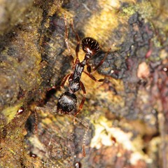Aphaenogaster picea