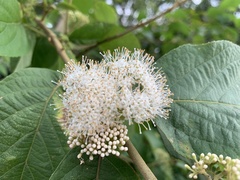 Callicarpa formosana