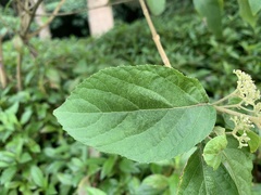Callicarpa formosana