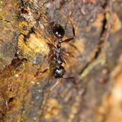 Aphaenogaster picea