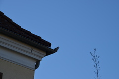 Streptopelia decaocto