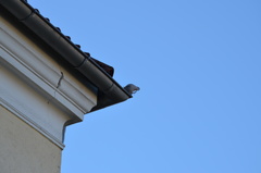 Streptopelia decaocto