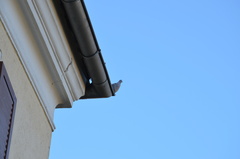 Streptopelia decaocto