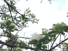 Chionanthus