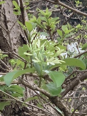 Chionanthus