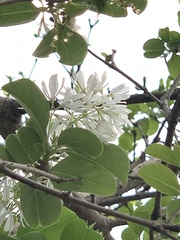 Chionanthus