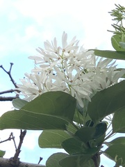 Chionanthus
