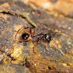 Aphaenogaster picea