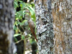 Lepidocolaptes affinis