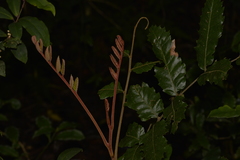 Cupaniopsis flagelliformis