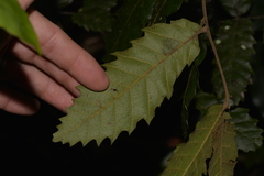 Cupaniopsis flagelliformis