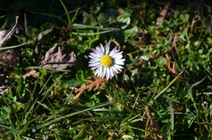 Bellis perennis