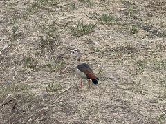 Alopochen aegyptiaca