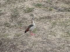 Alopochen aegyptiaca