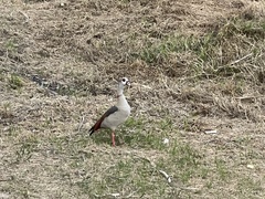 Alopochen aegyptiaca