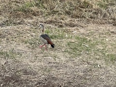 Alopochen aegyptiaca