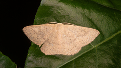 Cyclophora obstataria