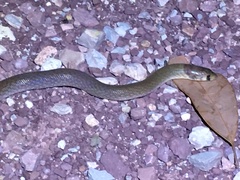 Pygopus steelescotti