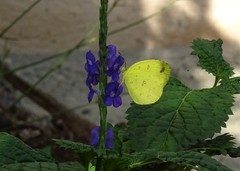Eurema floricola