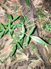 Polyscias sambucifolia