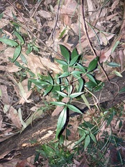 Polyscias sambucifolia