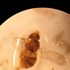 Trachysiphonella scutellata