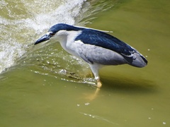 Nycticorax nycticorax