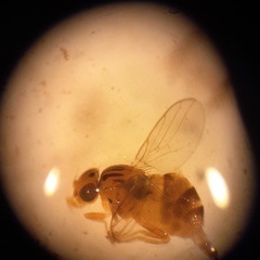Trachysiphonella scutellata