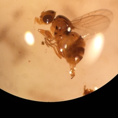 Trachysiphonella scutellata