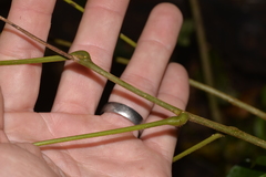 Austrosteenisia glabristyla