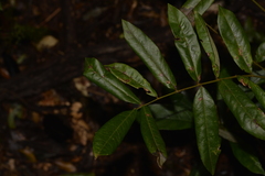 Austrosteenisia glabristyla