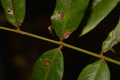 Austrosteenisia glabristyla