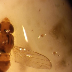 Trachysiphonella scutellata