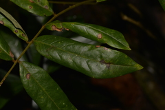 Austrosteenisia glabristyla