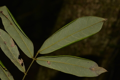 Austrosteenisia glabristyla