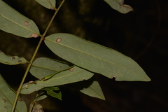 Austrosteenisia glabristyla