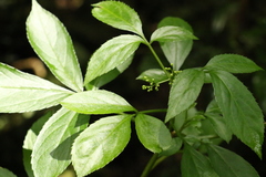 Sambucus australasica