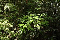 Sambucus australasica